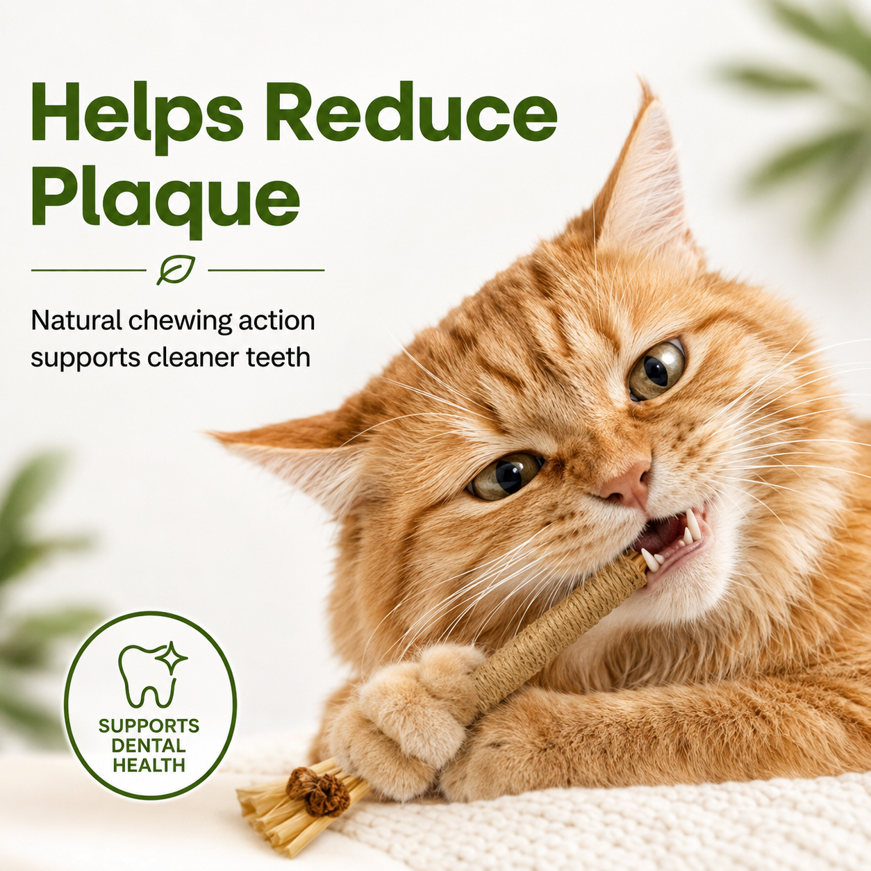 Natural Silvervine Dental Sticks