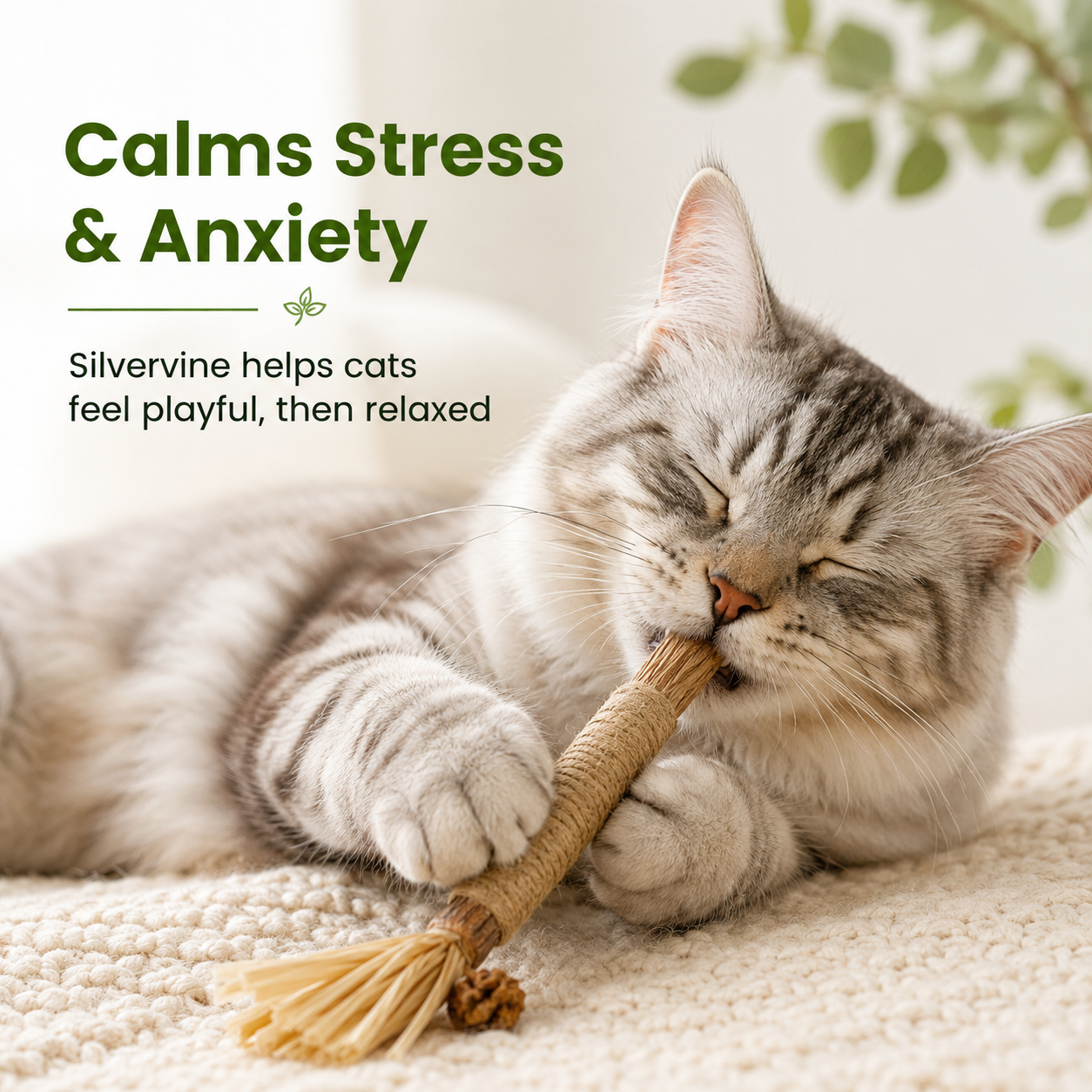 Natural Silvervine Dental Sticks