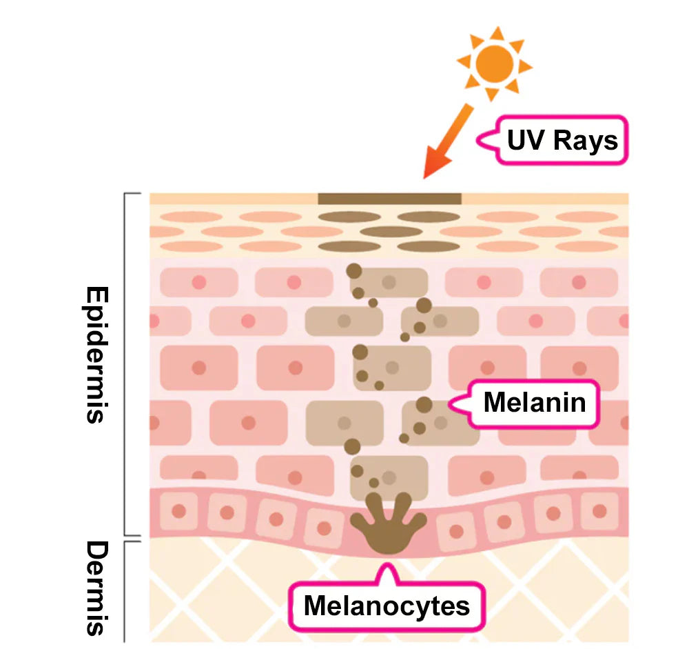 Alisanda® SpotErase Probiotic Shield Serum 19 abcd0c1f ab48 4cc3 846f 88e070666f8e